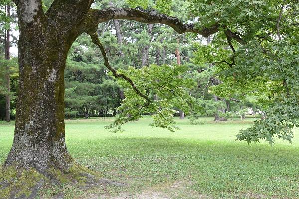 DSD_3954