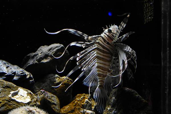 DSD_4533