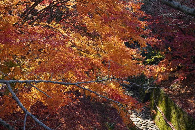 DSC08345-s